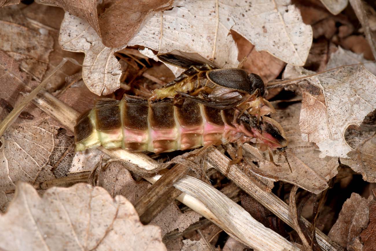 Lampyridae: Coppie di Lampyris fuscata?  S !